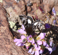 Heliothis belladonna