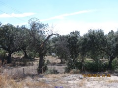 Quercus rotundifolia