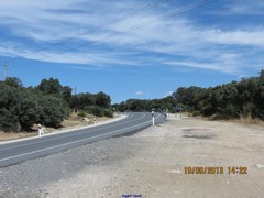 Quercus rotundifolia