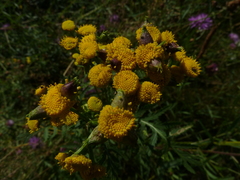 Rhopalomyia tanaceticola