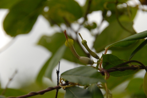 Ceropegia candelabrum