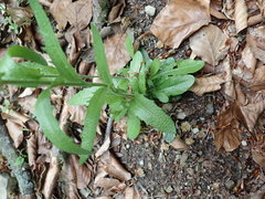 Pseudoturritis turrita