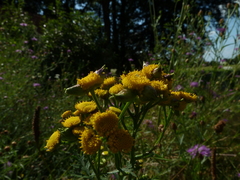 Rhopalomyia tanaceticola