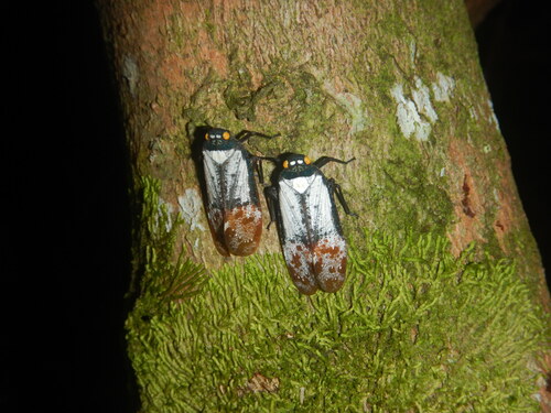 Penthicodes farinosus