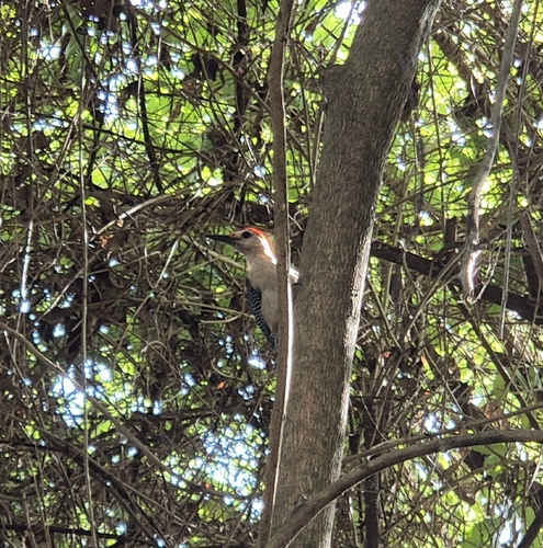 Golden-fronted Woodpecker