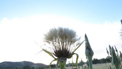 Tragopogon porrifolius
