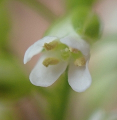 Pseudoturritis turrita