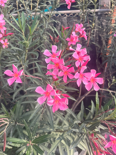 oleander