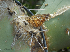 Asterocampa celtis antonia