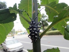 Anoplophora macularia