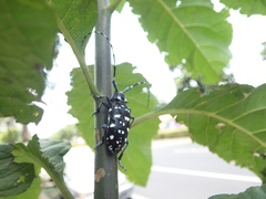 Anoplophora macularia