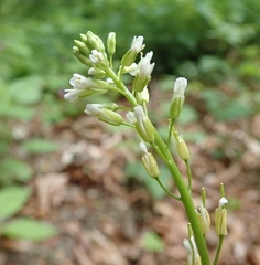 Pseudoturritis turrita