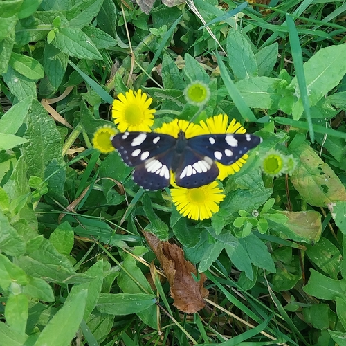 Southern White Admiral