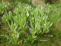 Centaurea montana