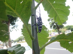 Anoplophora macularia