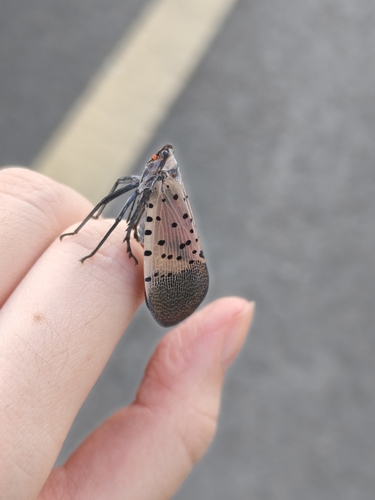 Spotted Lanternfly