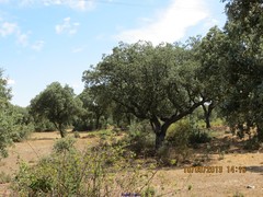 Quercus rotundifolia