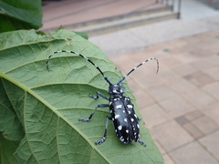 Anoplophora macularia