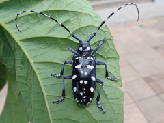Anoplophora macularia