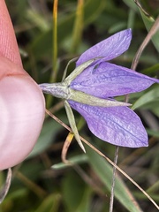Campanula parryi, photograph (c) Curtis Drake, some rights reserved (CC BY)