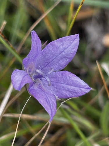 Campanula parryi, photograph 3