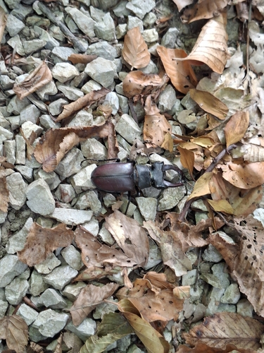 European Stag Beetle