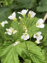 Cardamine amara