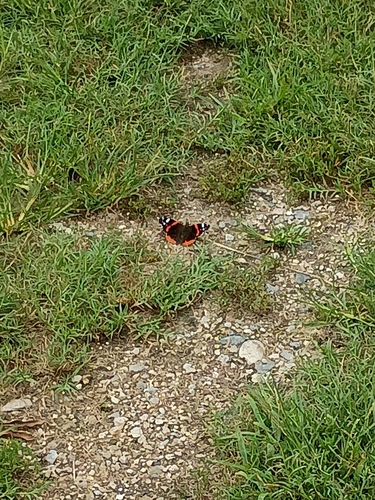 Red Admiral