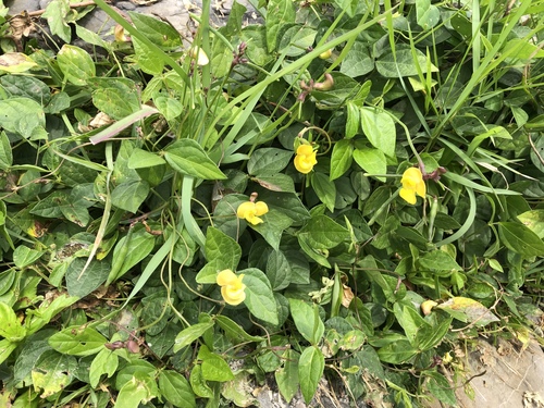 Vigna minima iNat (3)
