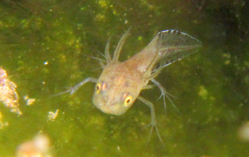 Italian Crested Newt