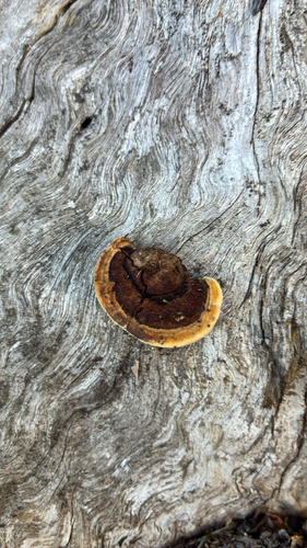Conifer Mazegill