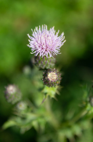 creeping thistle