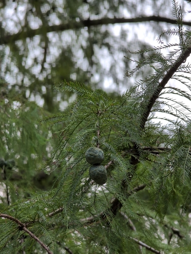 baldcypress