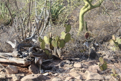 Opuntia comonduensis