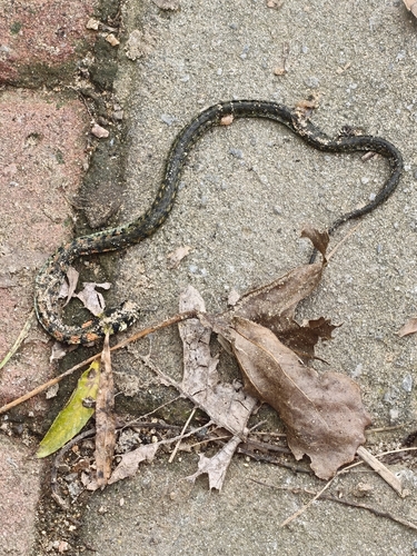 Chinese Tiger Keelback