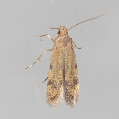 Autostichidae