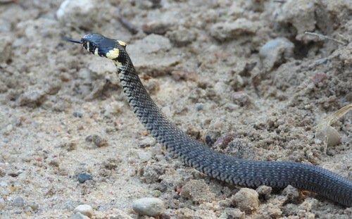grass snake