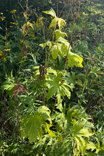 Napaea dioica, photograph 4