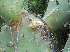 Asterocampa celtis antonia