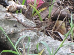 Anolis wattsii