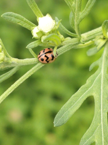 Six-spotted Zigzag Ladybird