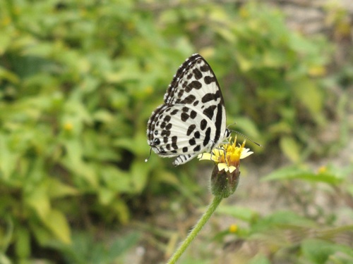 Common Pierrot