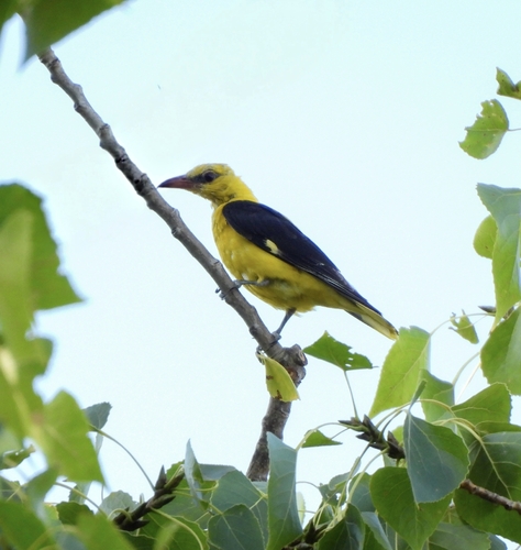 Eurasian Golden Oriole