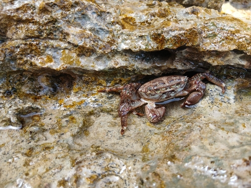 Marbled Crab