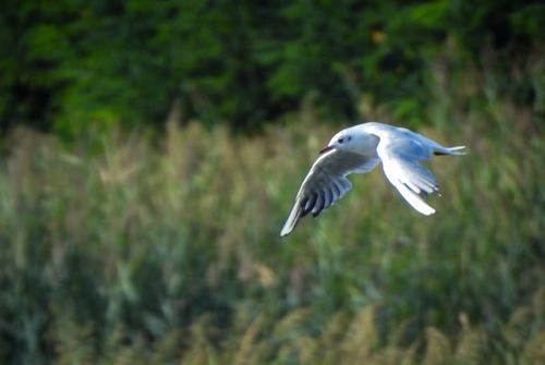 Black-headed Gull