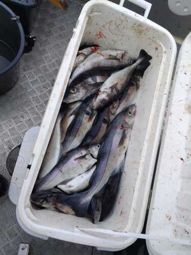 Haddock