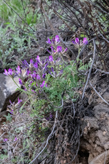 Astragalus suffruticosus