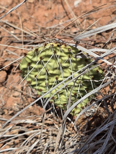 Opuntia macrorhiza, photograph 6
