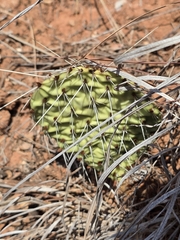 Opuntia macrorhiza, photograph author not stated, no rights reserved