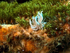 Phyllodesmium briareum